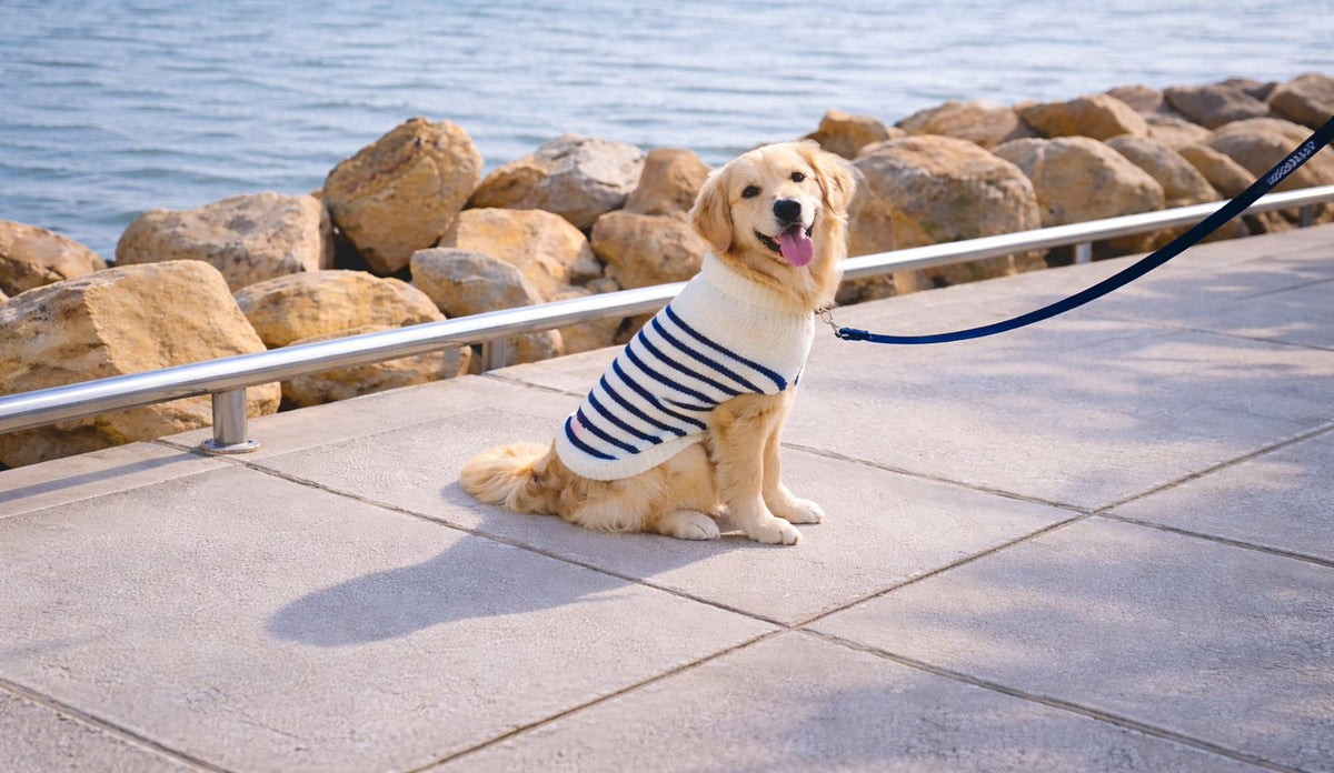 slim fit dress slacks Yellow Mirror Frock Dog Wedding Dress Designer Bridal Outfit For Pets XXL