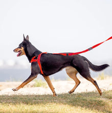 Load image into Gallery viewer, EzyDog Quick Fit Harness Extra Large