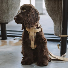 Load image into Gallery viewer, EzyDog Chest Plate Harness Extra Small
