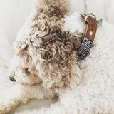 Load image into Gallery viewer, Outback Tails Dog Collar - Mina Mina