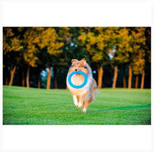 Load image into Gallery viewer, PitchDog - 20cm Ring