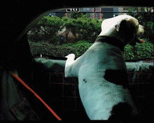 Load image into Gallery viewer, Autotecnica Chico Pet Door Protector
