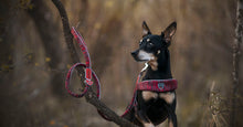 Load image into Gallery viewer, Coralpina Powermix Leash Size 7/8
