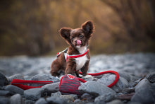 Load image into Gallery viewer, Coralpina Powermix Leash Size 7/8
