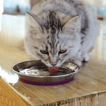 Load image into Gallery viewer, Rogz Anchovy Stainless Steel Cat Bowl - 200 ml
