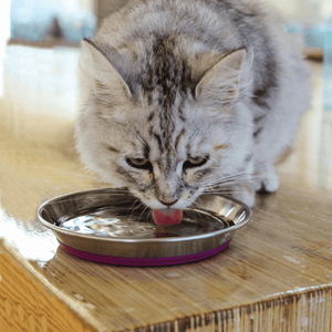 Rogz Anchovy Stainless Steel Cat Bowl - 200 ml