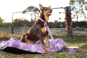 Outback Tails Dog Collar - Digging for Truffles